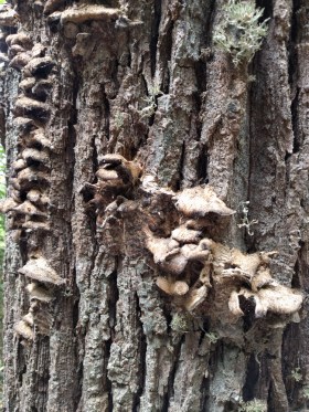 49-IMG_20161116_143420