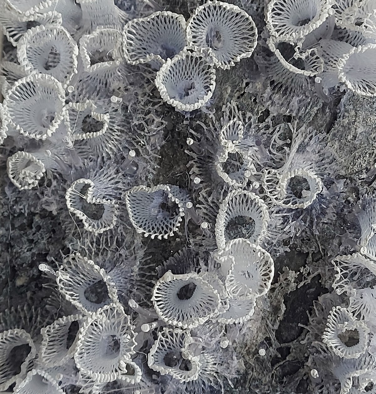 Texture Art 8 | Marian Jazmik